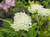 Butterfly Weed Seeds-White Milkweed (Asclepias incarnata) attract bees, butterflies, and hummingbirds, Perennial, - Caribbean garden seed