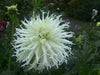 Cactus dahlia "tsuki yori no shisha" ( 2 Tuber/Plant ) Giant Flowers - Caribbean garden seed
