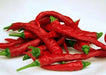 Byadgi Chilli Pepper Seeds , Capsicum Annuum, HOT - Caribbean garden seed