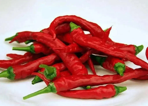 Byadgi Chilli Pepper Seeds , Capsicum Annuum, HOT - Caribbean garden seed