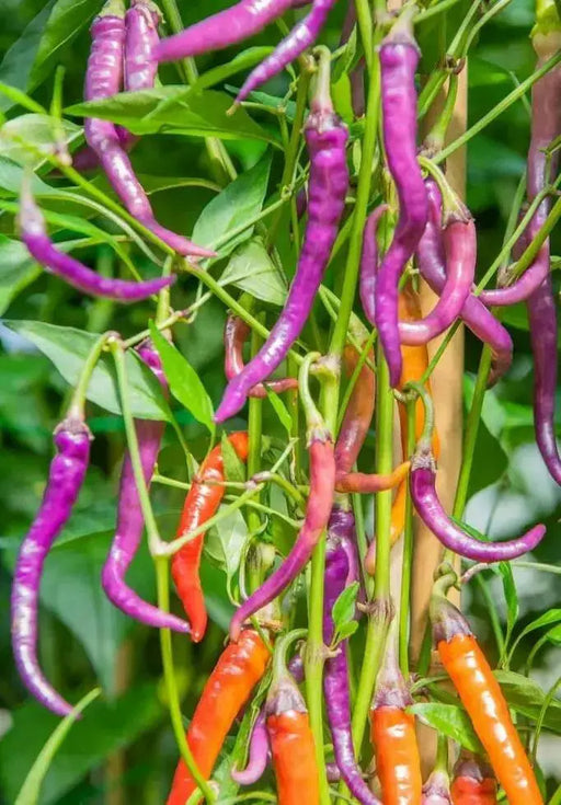 BVENA MULATO Pepper (Seeds) ORNAMENTAL Edible, PERENNIAL - Caribbean garden seed