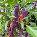 BVENA MULATO Pepper (Seeds) ORNAMENTAL Edible, PERENNIAL - Caribbean garden seed