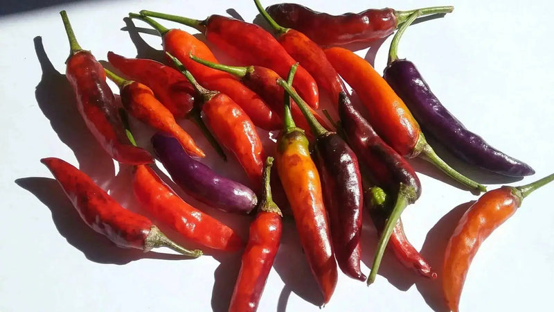 BVENA MULATO Pepper (Seeds) ORNAMENTAL Edible, PERENNIAL - Caribbean garden seed