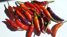 BVENA MULATO Pepper (Seeds) ORNAMENTAL Edible, PERENNIAL - Caribbean garden seed