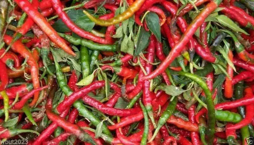 CABAI BURONG  Pepper (10 Seeds ') Capsicum annuum - Caribbean garden seed