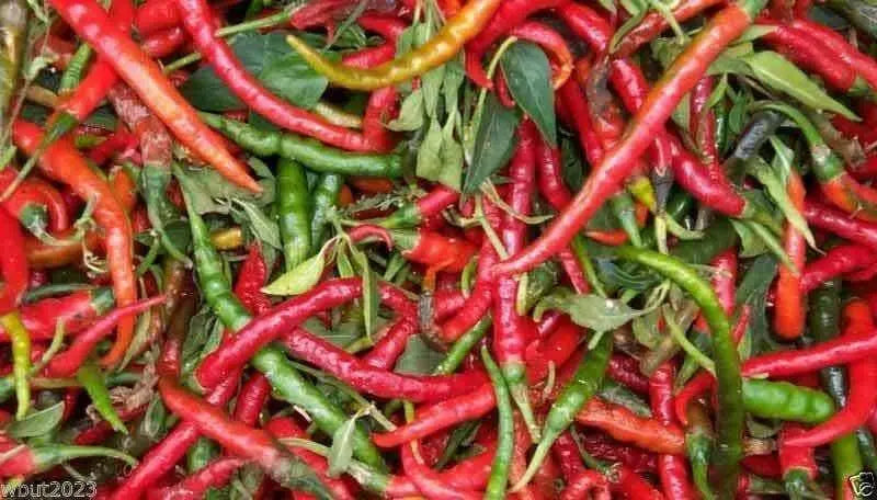 CABAI BURONG  Pepper (10 Seeds ') Capsicum annuum - Caribbean garden seed