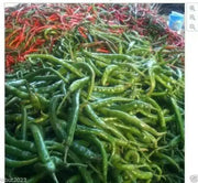 CABAI BURONG  Pepper (10 Seeds ') Capsicum annuum - Caribbean garden seed