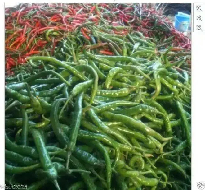 CABAI BURONG  Pepper (10 Seeds ') Capsicum annuum - Caribbean garden seed