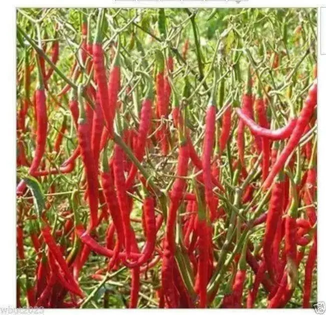 CABAI BURONG  Pepper (10 Seeds ') Capsicum annuum - Caribbean garden seed