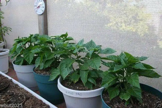 CABAI BURONG  Pepper (10 Seeds ') Capsicum annuum - Caribbean garden seed