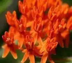 Butterfly MilkWeed Seeds, PERENNIAL FLOWERS - Caribbean garden seed