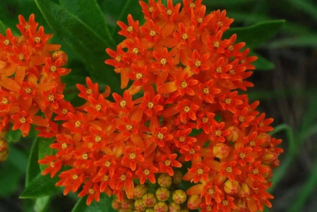 Butterfly MilkWeed Seeds, PERENNIAL FLOWERS - Caribbean garden seed