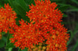 Butterfly MilkWeed Seeds, PERENNIAL FLOWERS - Caribbean garden seed