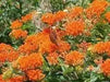 Butterfly MilkWeed Seeds, PERENNIAL FLOWERS - Caribbean garden seed