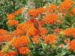 Butterfly MilkWeed Seeds, PERENNIAL FLOWERS - Caribbean garden seed