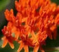 Butterfly MilkWeed Seeds, PERENNIAL FLOWERS - Caribbean garden seed