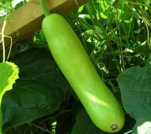 Calabash Long ,Edible bottle gourd Seeds (Asian vegetable) - Caribbean garden seed