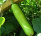 Calabash Long ,Edible bottle gourd Seeds (Asian vegetable) - Caribbean garden seed