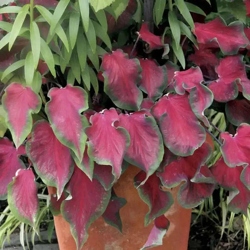 Caladium 'Florida Red Ruffles'( 5 Bulbs) tropical foliage plants - Caribbean garden seed