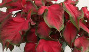 Caladium 'Florida Red Ruffles'( 5 Bulbs) tropical foliage plants - Caribbean garden seed