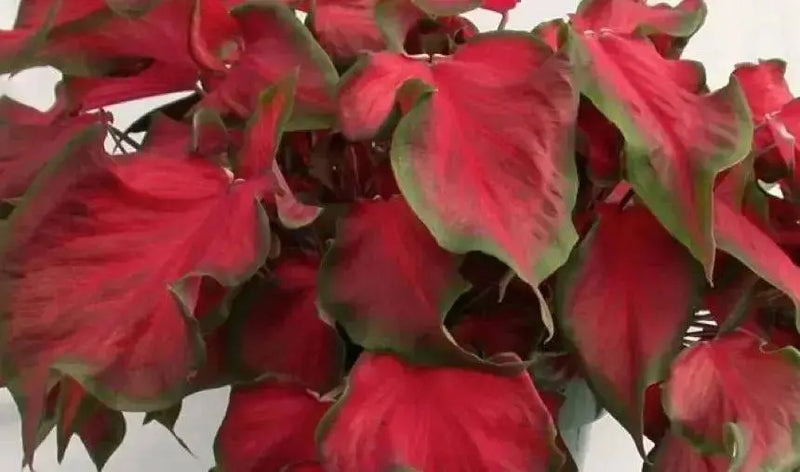 Caladium 'Florida Red Ruffles'( 5 Bulbs) tropical foliage plants - Caribbean garden seed
