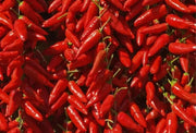 Calabrian  Pepper Seeds (Capsicum Annum) HOT, Rare,Diavolicchio’ Chilli - Caribbean garden seed