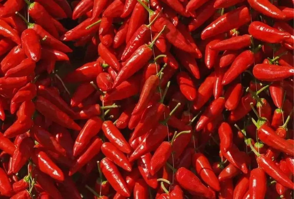 Calabrian  Pepper Seeds (Capsicum Annum) HOT, Rare,Diavolicchio’ Chilli - Caribbean garden seed