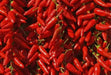 Calabrian  Pepper Seeds (Capsicum Annum) HOT, Rare,Diavolicchio’ Chilli - Caribbean garden seed