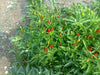 Calabrian  Pepper Seeds (Capsicum Annum) HOT, Rare,Diavolicchio’ Chilli - Caribbean garden seed