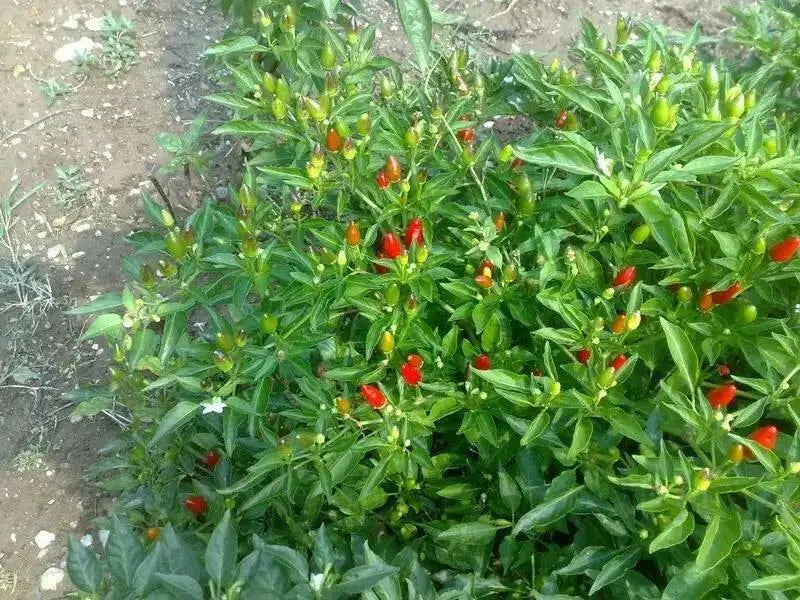 Calabrian  Pepper Seeds (Capsicum Annum) HOT, Rare,Diavolicchio’ Chilli - Caribbean garden seed
