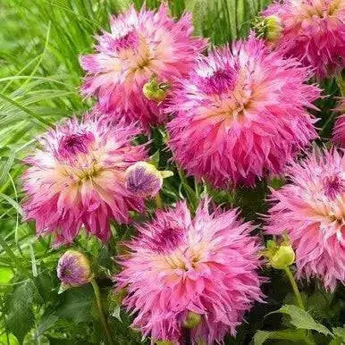 cactus dahlia PINELANDS PRINCESS, (tuber) PERENNIAL FLOWERS - Caribbean garden seed