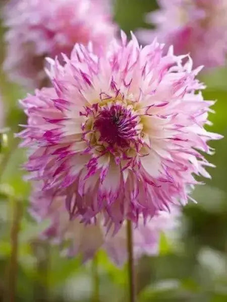 cactus dahlia PINELANDS PRINCESS, (tuber) PERENNIAL FLOWERS - Caribbean garden seed