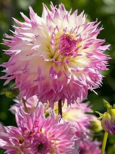 cactus dahlia PINELANDS PRINCESS, (tuber) PERENNIAL FLOWERS - Caribbean garden seed