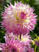cactus dahlia PINELANDS PRINCESS, (tuber) PERENNIAL FLOWERS - Caribbean garden seed