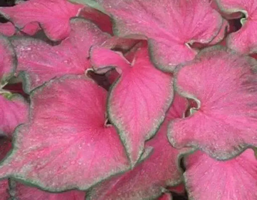 Caladium 'Passionista (5 Bulbs) Fancy Leaf ,Tropical Foliage - Caribbean garden seed