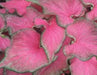Caladium 'Passionista (5 Bulbs) Fancy Leaf ,Tropical Foliage - Caribbean garden seed