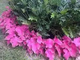 Caladium 'Passionista (5 Bulbs) Fancy Leaf ,Tropical Foliage - Caribbean garden seed