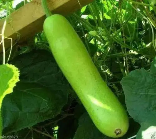Calabash Long" Edible bottle gourd ,Asian vegetable seed - Caribbean garden seed
