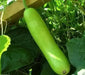 Calabash Long" Edible bottle gourd ,Asian vegetable seed - Caribbean garden seed