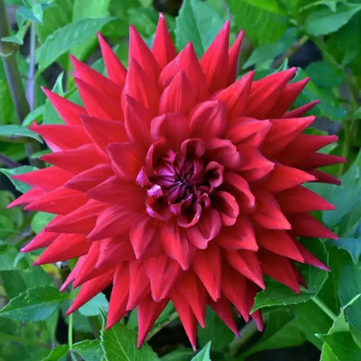 CACTUS DAHLIA, Wittemans Best (Tuber/Plant ) PERENNIAL FLOWERS - Caribbean garden seed