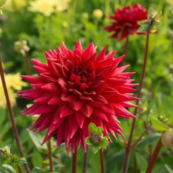 CACTUS DAHLIA, Wittemans Best (Tuber/Plant ) PERENNIAL FLOWERS - Caribbean garden seed