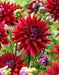 CACTUS DAHLIA, Wittemans Best (Tuber/Plant ) PERENNIAL FLOWERS - Caribbean garden seed