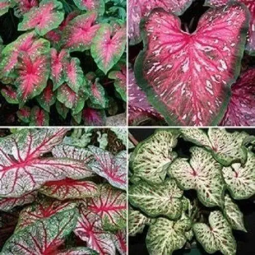 Caladium -ALL SESSON MixED ( Bulbs) ANNUAL HOUSEPLANT - Caribbean garden seed