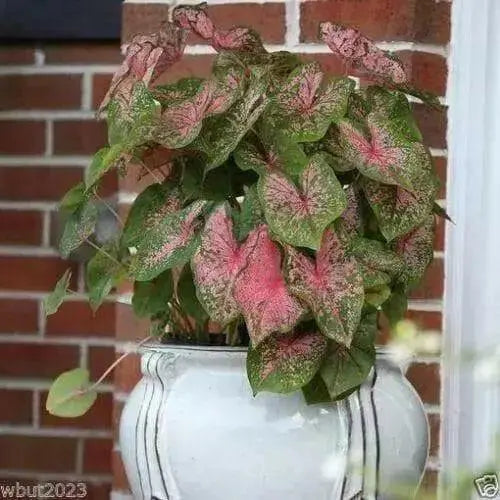 Caladium -ALL SESSON MixED ( Bulbs) ANNUAL HOUSEPLANT - Caribbean garden seed
