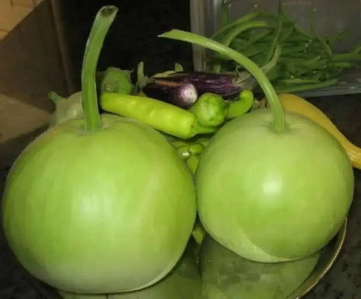 Calabash Gourd Seeds (Asian vegetable) "Calabash Round" - Caribbean garden seed