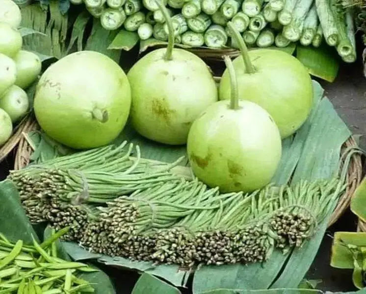 Calabash Gourd Seeds (Asian vegetable) "Calabash Round" - Caribbean garden seed