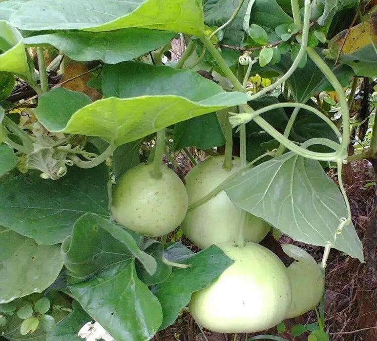 Calabash Gourd Seeds (Asian vegetable) "Calabash Round" - Caribbean garden seed