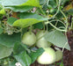 Calabash Gourd Seeds (Asian vegetable) "Calabash Round" - Caribbean garden seed
