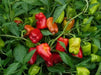 Cajun Belle Pepper Seeds - Capsicum annuum , Mild - Caribbean garden seed
