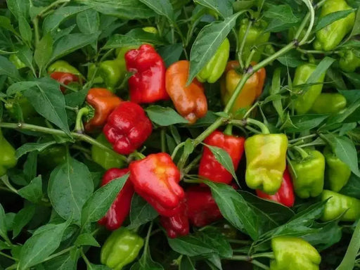 Cajun Belle Pepper Seeds - Capsicum annuum , Mild - Caribbean garden seed